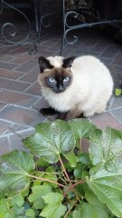 Dinner Done! Time to Relax! :) #shorts #cats #funny #funnycats #fyp #viralcats #cute