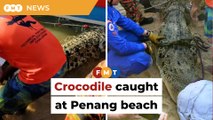 Crocodile caught at Teluk Bahang beach