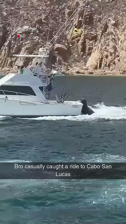 I’ve always wondered how seals migrate