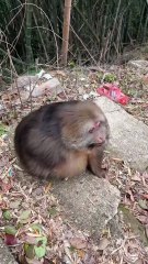 Smile monkey xingxing #monkey #xingxing #cute