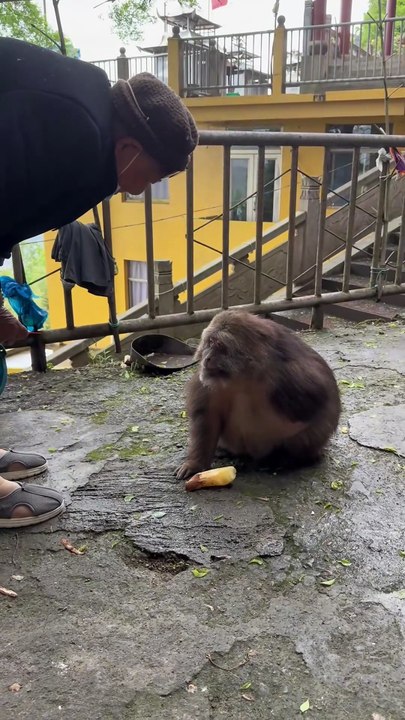 So quiet and gentle… Who else has pets as calm as Xingxing？#m#monkeym