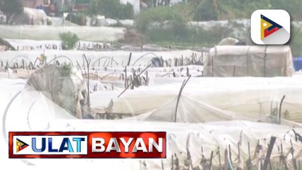 Mga pananim sa strawberry farm sa La Trinidad Benguet, napinsala ng Super Typhoon #NandoPH | ulat ni Janice Denis