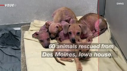 Dozens of Dogs and Cats Rescued From Horrible Conditions in Iowa