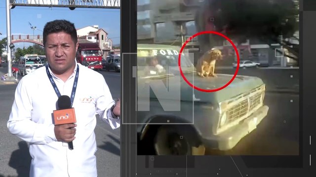 ¡Cruel! Conductor puso a un can sobre el capó de su camioneta en la avenida Blanco Galindo