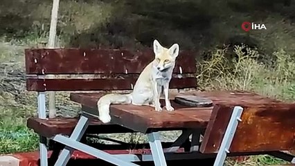 Tilki ile Özbek ailesinin 2 yıllık dostluğu görenleri gülümsetiyor
