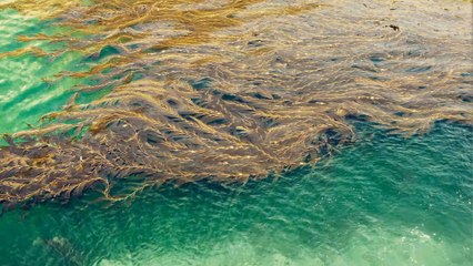 Resistance: When Shall I Resist and Not Resist? - Jiddu Krishnamurti