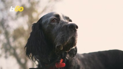 Sniffing For Dogs Is Like Their Social Media!