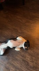 Boston Terrier Rolls on Her Back Every Time She Does Not Want to Cooperate
