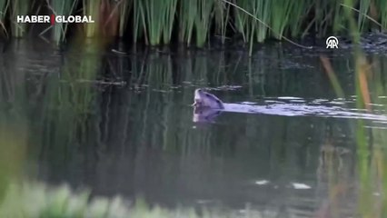 Beypazarı’nda heyecanlandıran anlar: Bu sefer yakından görüntülendi!