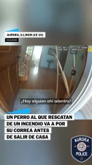 Un perro al que rescatan de un incendio coge la correa antes de salir de casa