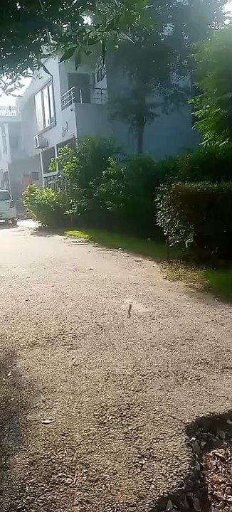 Inset making a critical line for the road trees showing