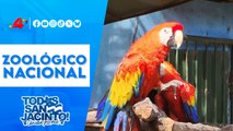 🦁🌳 Zoológico nacional: un destino familiar imperdible en estas vacaciones patrias 🇳🇮