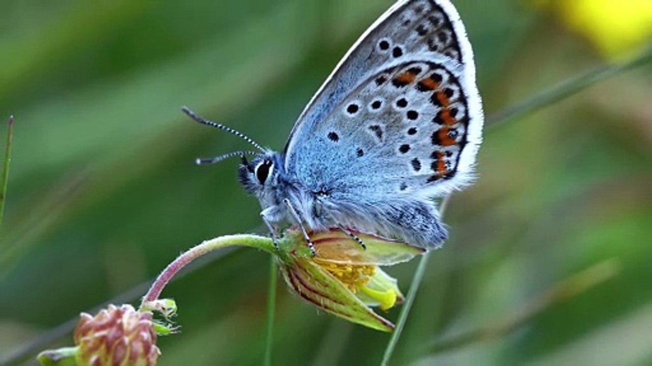 A glimpse of the diverse wildlife that the return of cattle grazing will help thrive on Ludshott Common’s heathland