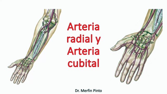 Arteria radial y Arteria cubital #elcuerpoymas #salud #medicina #anatomía