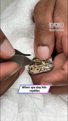 Gecko Gets Eyecaps Removed 👀 Incredible Shedding Rescue!