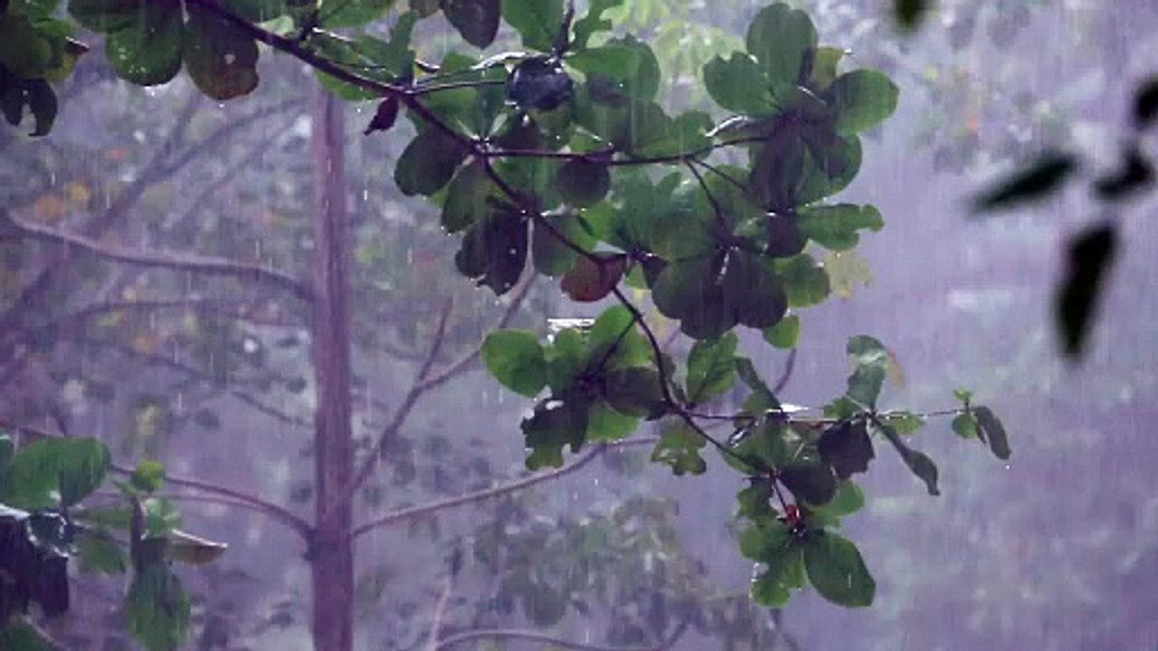 forest under a tropical rain