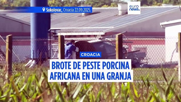 Peste porcina africana: decenas de miles de cerdos sacrificados en Croacia