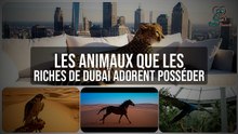 Les Animaux Exotiques des Milliardaires de Dubaï