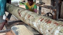 Causes of Sawmill Blades Becoming Dull Quickly When Cutting Coconut Wood 5x7