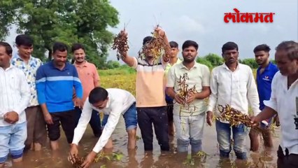 राज्यात 935 मिलीमीटरहून अधिक पाऊस.. शेतीपिकं वाया गेल्यानं ओला दुष्काळ जाहीर