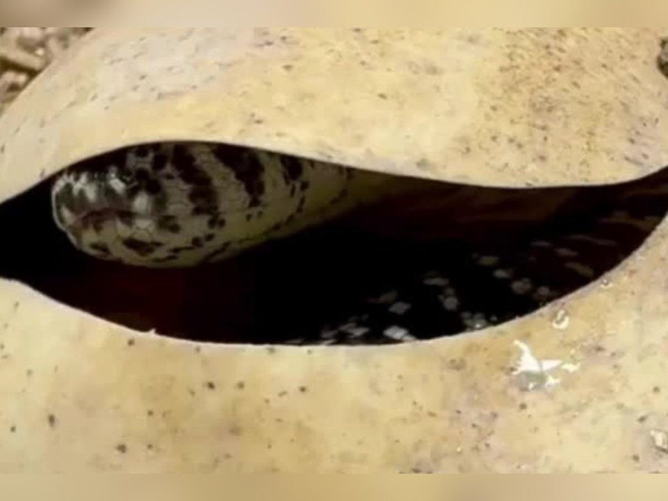 Sieben Jungtiere: Leipziger Zoo begrüßt seltenen Nachwuchs