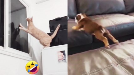 Funniest Cats 2025 😂 | Cute & Crazy Cat Compilation | part 6