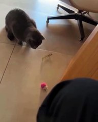 Gato se diverte com objeto inesperado em vez do seu brinquedo; veja