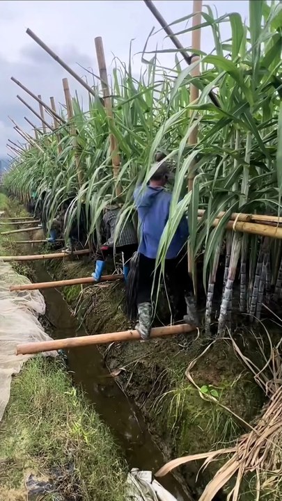 আঁকগুলো সোজা করার টেকনিক দেখুন
