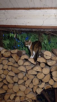 Some Cats Sleep, Some Cats Walk :) #shorts #cats #funnycats #funny #goodnight #cute #fyp #viralcats