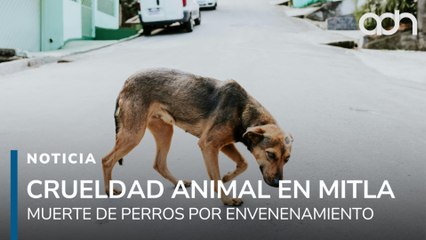 Denuncian envenenamiento masivo de perros en San Pablo Villa de Mitla, Oaxaca
