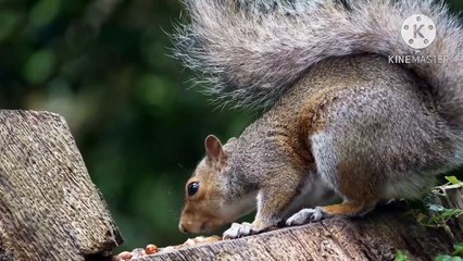 Os animais mais fofos do mundo N•