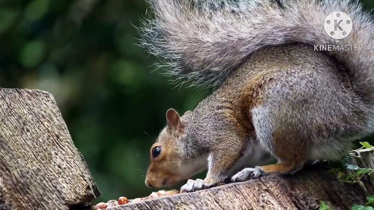 Os animais mais fofos do mundo N•