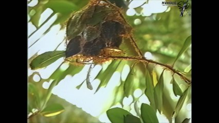 Đình Văn, Hà Phương - Sông quê [OFFICIAL MV] [4K HD REMASTERED]