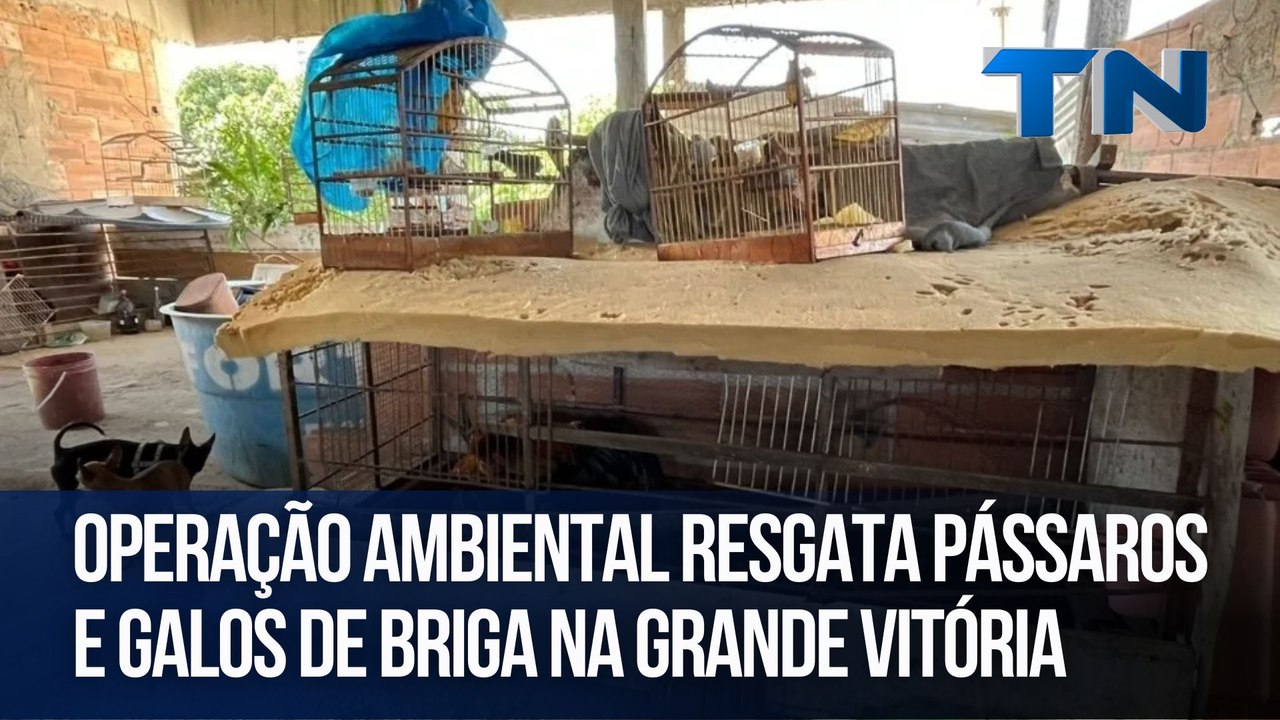 Operação ambiental resgata pássaros e galos de briga na Grande Vitória