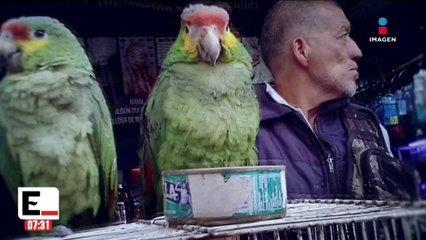 El tráfico de animales en México se fortalece entre mercados públicos y plataformas digitales