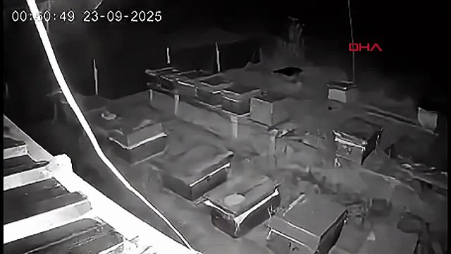 Ayı gibi yedi! Kabus bozayı 4 kovan bal yedi, 3 kovana da zarar verdi