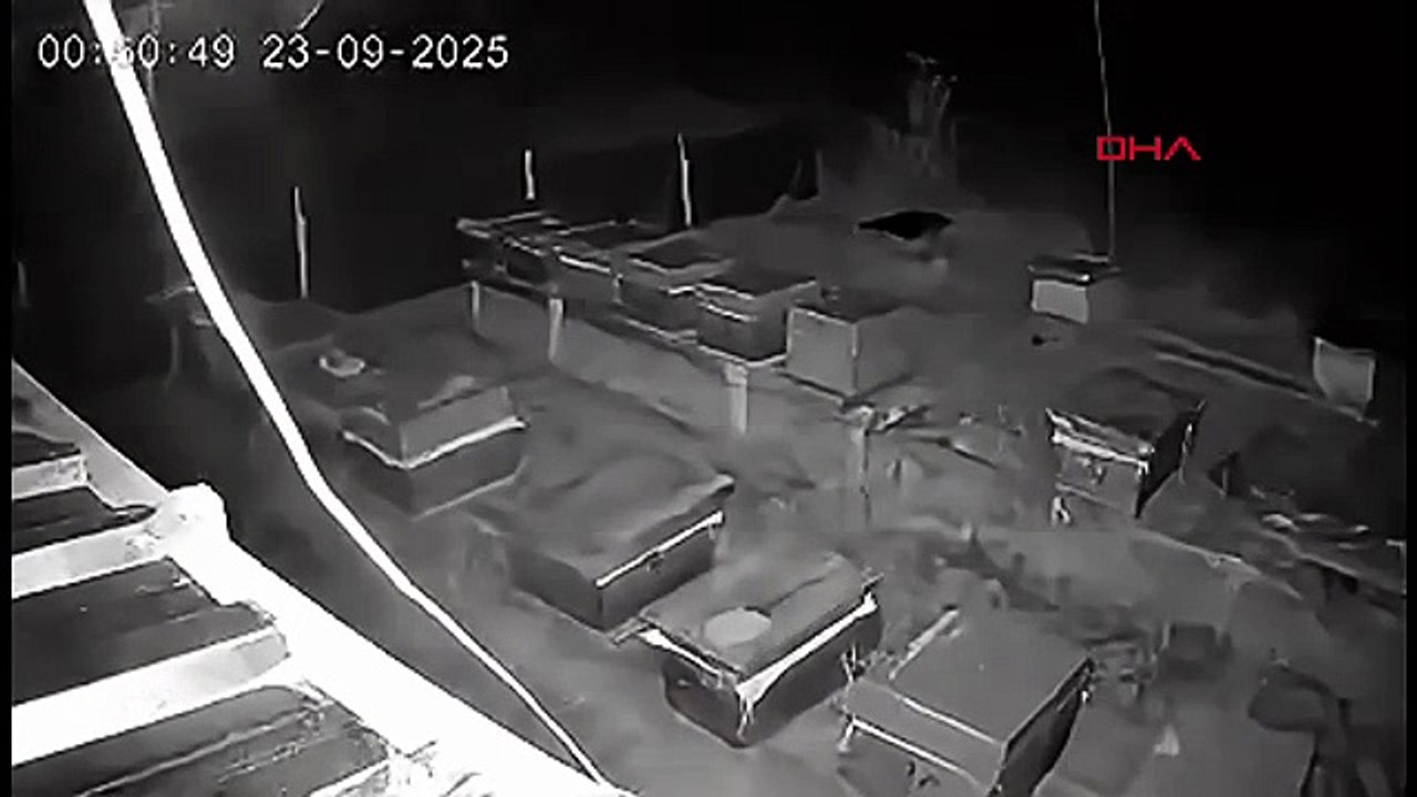 Ayı gibi yedi! Kabus bozayı 4 kovan bal yedi, 3 kovana da zarar verdi