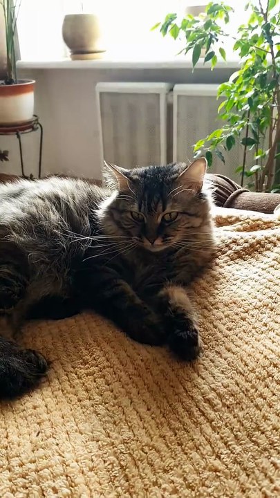 Silent Companions: The Secret of Living with Cats