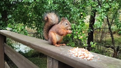 Birds and Squirrel Eating on the Backyard