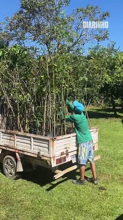 Plano de arborização de BC prevê plantio de mil árvores em um ano