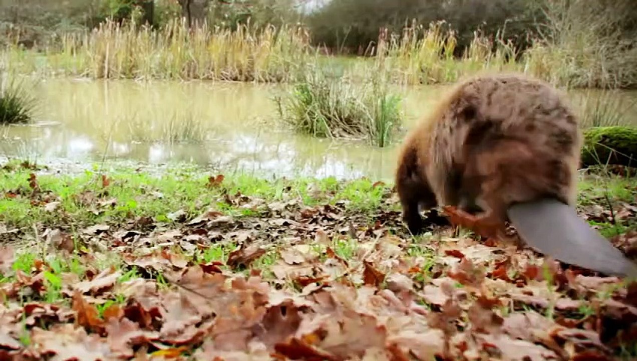 Wilding, retour à la nature sauvage (2023) - Ba...