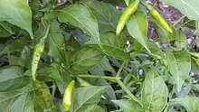 Cabe rawit (Cayenne pepper)