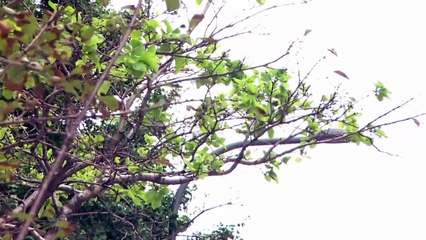 9월 24일 김진의 돌직구쇼 오프닝