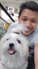 🔴 ROAMING AROUND LANDMARK WITH PICKLES #shihtzu