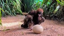 Eagle get try to break ostrich egg with stone and get upset