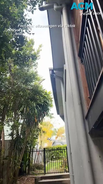 Brisbane woman films ‘dinosaur-like' snake in backyard