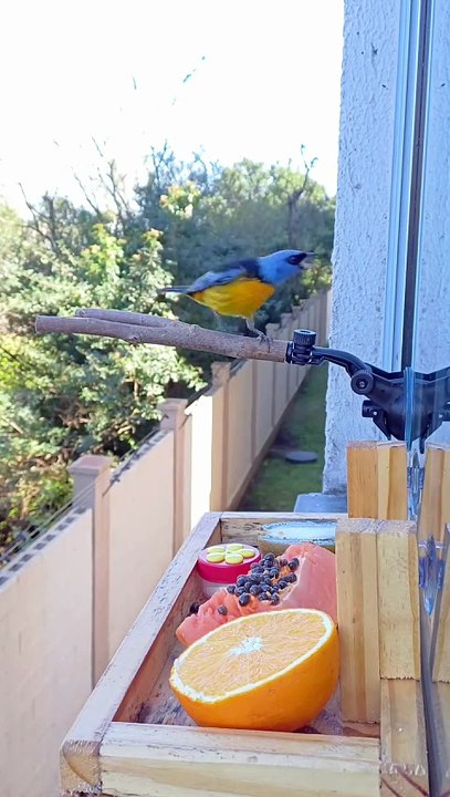 Sanhaço-papa-laranja (Rauenia bonariensis