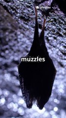 How White Nose Syndrome Is Devastating Bat Populations