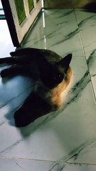 aku ga pusing #cat #dance