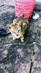 pusing ga #dance #cat